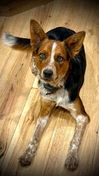 Rescue Cattle Dog Dogs for Adoption in Cottonwood Heights, Utah - Hug Doc | PetCurious
