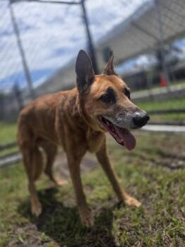 VIOLA -  German Shepherd Dog Dog for Adoption in Palmetto, Florida - VIOLA | PetCurious