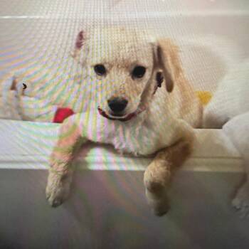 Terrier Dogs Available for Adoption in Houston, Texas - Beau | PetCurious
