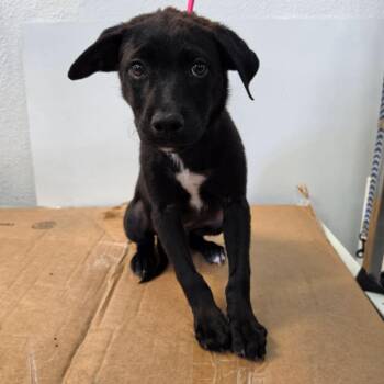 Rocky -  Labrador Retriever and Dutch Shepherd Dog for Adoption in Phoenix, Arizona - Rocky | PetCurious