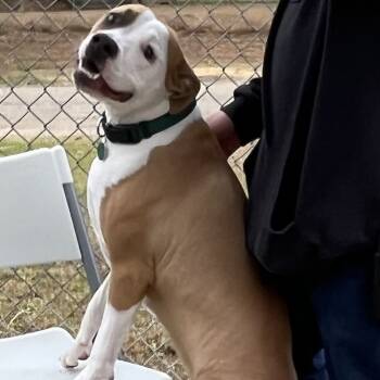Rescue Boxer Dogs for Adoption in Gloucester, Virginia - Daisy May | PetCurious