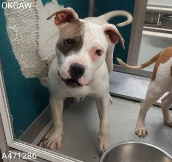 American Bulldog and Mixed Breed Dogs Available for Adoption in Oklahoma City, Oklahoma - ROZ | PetCurious