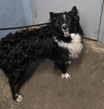 Remington (Bear) -  Collie Dog for Adoption in Evansville, Indiana - Remington (Bear) | PetCurious