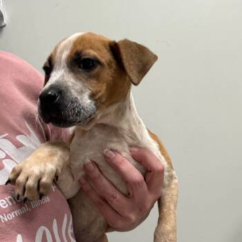 Rescue Cattle Dog Dogs for Adoption in Normal, Illinois - Rosemary | PetCurious