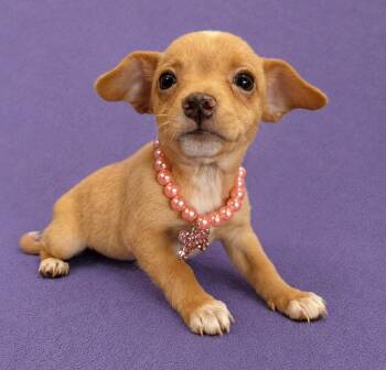 Dolly -  Chihuahua and Miniature Pinscher Dog for Adoption in Lodi, California - Dolly | PetCurious