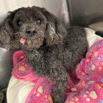Miniature Poodle and Havanese Dogs Available for Adoption in Lake Panasoffkee, Florida - Reesey | PetCurious
