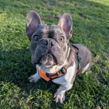 Slushy -  French Bulldog Dog for Adoption in Santa Rosa, California - Slushy | PetCurious