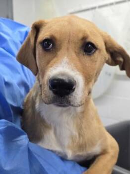 Mixed Breed Dogs Available for Adoption - Gauge | PetCurious