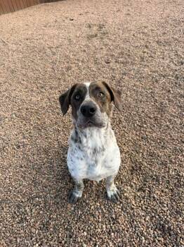 Mixed Breed Dogs Available for Adoption - Aaron | PetCurious