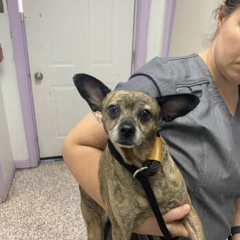 Rescue Chinese Crested Dog Dogs for Adoption in Northbrook, Illinois - Bryce | PetCurious