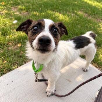 Bensen -  Terrier and Mixed Breed Dog for Adoption in Elk Grove Village, Illinois - Bensen | PetCurious