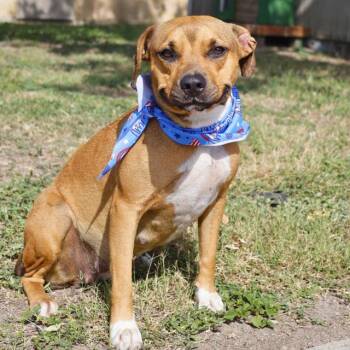 Rescue Hound Dogs for Adoption in San Antonio, Texas - MISSY | PetCurious