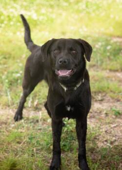 Labrador Retriever Dogs Available for Adoption in Southaven, Mississippi - MISTY | PetCurious