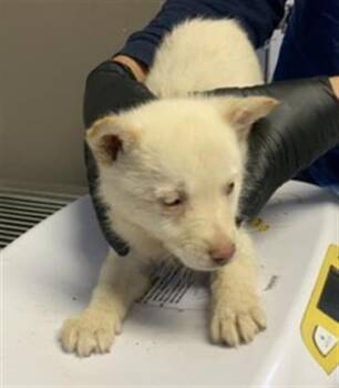 Husky and Mixed Breed Dogs Available for Adoption in Visalia, California - A253258 | PetCurious