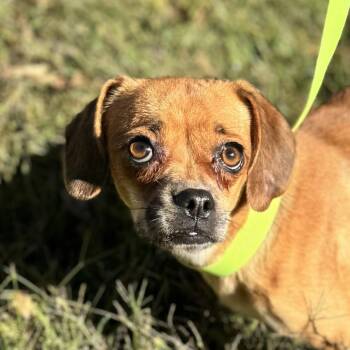 Rescue Chihuahua Dogs for Adoption in Locust Fork, Alabama - Agnes | PetCurious