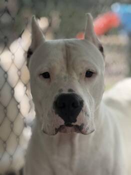 Carsen -  Dogo Argentino Dog for Adoption in Leavenworth, Kansas - Carsen | PetCurious