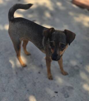 Khole -  Italian Greyhound and Chihuahua Dog for Adoption in Corsicana, Texas - Khole | PetCurious