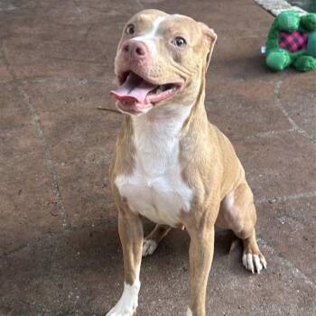 American Staffordshire Terrier and Beagle Dogs Available for Adoption in Lake Worth Beach, Florida - Sandra | PetCurious