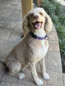 Sasha -  Standard Poodle Dog for Adoption in Sandy Springs, Georgia - Sasha | PetCurious