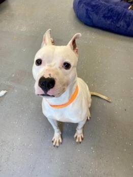 Mixed Breed Dogs Available for Adoption in Munster, Indiana - Jack | PetCurious