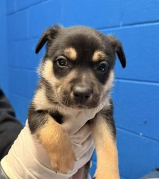 Terrier and Siberian Husky Dogs Available for Adoption in Golden, Colorado - Ash | PetCurious
