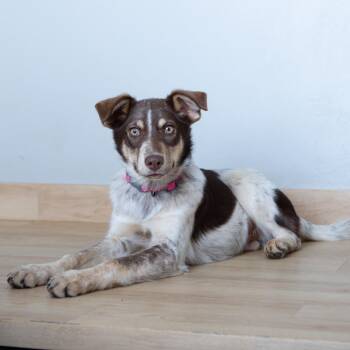 Cattle Dog Dogs Available for Adoption - Egg D68108 | PetCurious