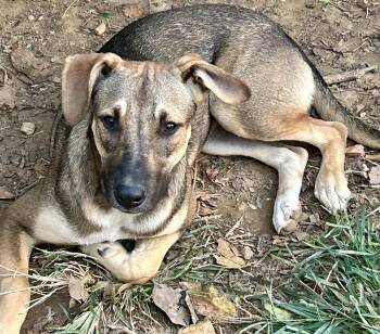 Rescue Black Mouth Cur Dogs for Adoption in Okolona, Mississippi - Jade | PetCurious