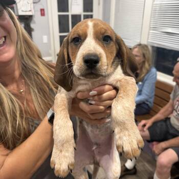 Haaland -  German Shorthaired Pointer and Labrador Retriever Dog for Adoption in Mahwah, New Jersey - Haaland | PetCurious