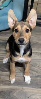 Chengdu J -  Husky and Rottweiler Dog for Adoption in Waunakee, Wisconsin - Chengdu J | PetCurious