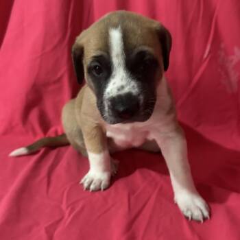 LADY MADONNA (pink) -  Hound and Mixed Breed Dog for Adoption in Richmond, California - LADY MADONNA (pink) | PetCurious