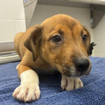 Terrier Dogs Available for Adoption in Corpus Christi, Texas - Caramel | PetCurious