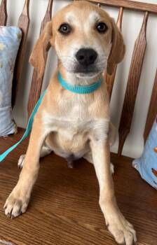 Mixed Breed Dogs Available for Adoption - Benedict | PetCurious