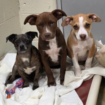 Lady -  Chihuahua Dog for Adoption - Lady | PetCurious