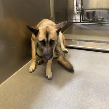 A614604 -  German Shepherd Dog and Mixed Breed Dog for Adoption in Modesto, California - A614604 | PetCurious