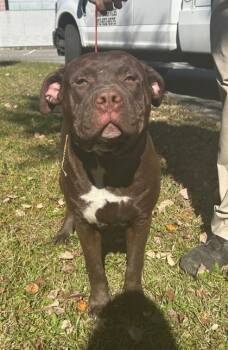 Rescue Fox Terrier and Mixed Breed Dogs for Adoption in Savannah, Georgia - Green Bean | PetCurious