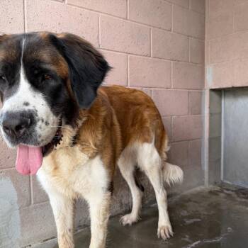 Guinness -  Saint Bernard Dog for Adoption in Yuma, Arizona - Guinness | PetCurious