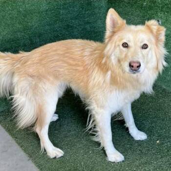 Golden Retriever Dogs Available for Adoption - Shelby | PetCurious