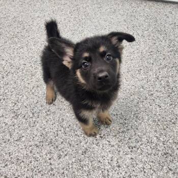 Fila -  Husky and Mixed Breed Dog for Adoption in Clavet, Saskatchewan - Fila | PetCurious