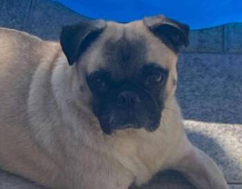 Rescue Pug Dogs for Adoption in Grand Terrace, California - Bentley | PetCurious