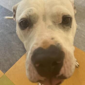 Sarabi -  Mixed Breed Dog for Adoption in Philadelphia, Pennsylvania - Sarabi | PetCurious