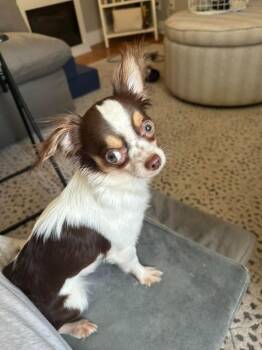 Nick $500 -  Chihuahua Dog for Adoption in West Milwaukee, Wisconsin - Nick $500 | PetCurious