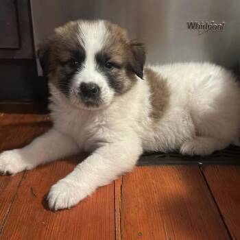 Aslan -  Mixed Breed Dog for Adoption in Fredericksburg, Virginia - Aslan | PetCurious