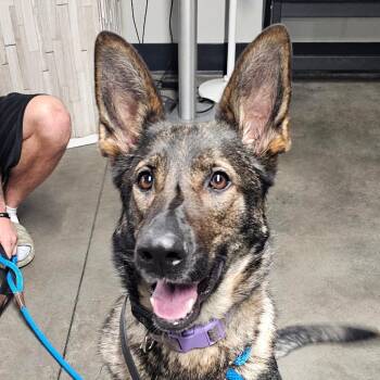 German Shepherd Dog Dogs Available for Adoption in Tampa, Florida - Renee | PetCurious