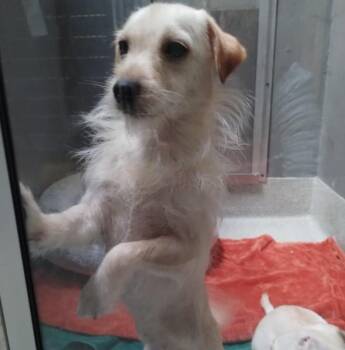 LOUISE -  Chihuahua and Mixed Breed Dog for Adoption in Alameda, California - LOUISE | PetCurious
