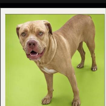 Tink -  American Bulldog and Bull Terrier Dog for Adoption in Bristol, Vermont - Tink | PetCurious