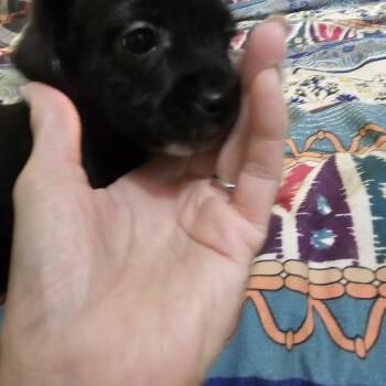 Yorkie Poo and Mixed Breed Dogs Available for Adoption in Clovis, New Mexico - Lotti  | PetCurious