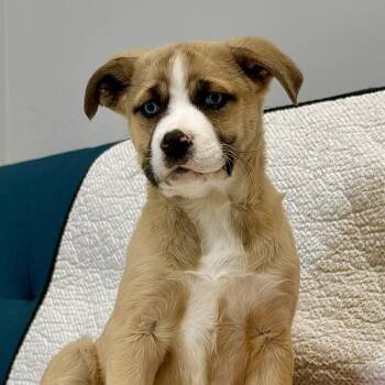 Mixed Breed Dogs Available for Adoption - Relish | PetCurious