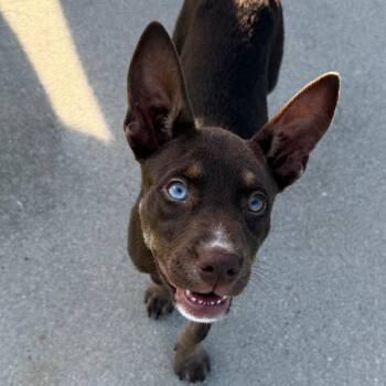 Mayday -  Australian Kelpie Dog for Adoption in Aberdeen, North Carolina - Mayday | PetCurious