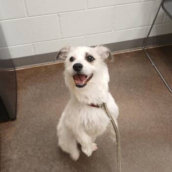 Terrier Dogs Available for Adoption in Chattanooga, Tennessee - Casper | PetCurious