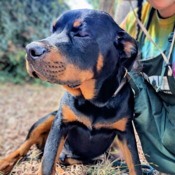 Rescue Rottweiler Dogs for Adoption in Oakland, California - McButter | PetCurious